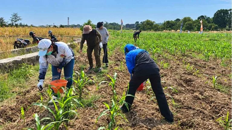 Praktik pemupukan susulan pada Demplot Ke-2 Gelar Teknologi Jagung Hibrida di Oepura Kota Kupang.