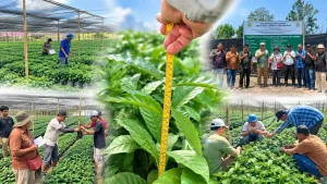 Sertifikasi Benih Kopi di Tiga Kabupaten Perkuat Hilirisasi Perkebunan NTT