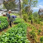 Siapkan Musim Tanam, Kebun Dinas Roe Perkuat Pemeliharaan dan Pembibitan Kopi Arabika