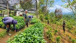 Siapkan Musim Tanam, Kebun Dinas Roe Perkuat Pemeliharaan dan Pembibitan Kopi Arabika