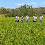 UPTD PSB NTT Monitoring Padi Cakrabuana Agritan Fase Generatif di Manggarai Timur