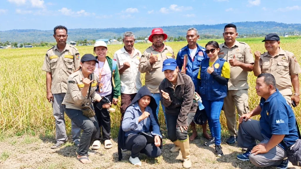 Ubinan Padi Ciherang di Malaka, Poktan Tunas Harapan Bersama PPL dan POPT Pantau Potensi Hasil Panen