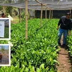 pembenihan jambu mete di Lembata